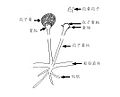 2006年12月12日 (二) 15:22版本的缩略图