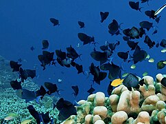 Shoals of redtoothed triggerfish and threespot dascyllus in Wakatobi National Park