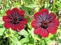 Cosmos atrosanguineus à Torosay