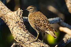 Description de l'image Tuamotu sandpiper.jpg.