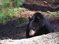 Oso negro americano