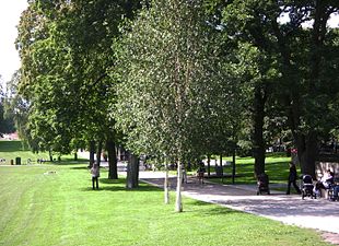 Sommar i Vasaparken, 2011.