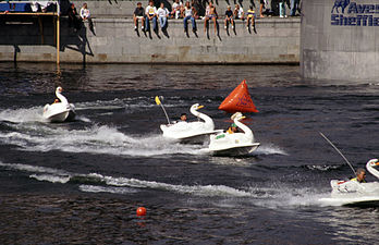 Svanrace på Strömmen