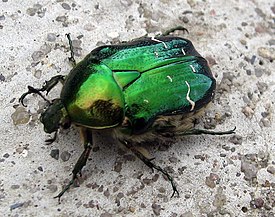 Бронзовка золотистая (Cetonia aurata)