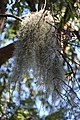 Tillandsia usneoides