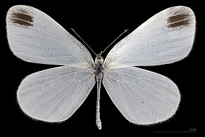 Leptidea sinapis ♂