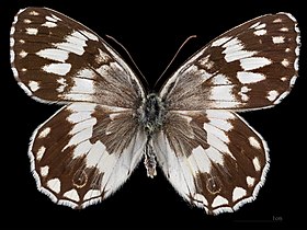 Melanargia larissa ♂