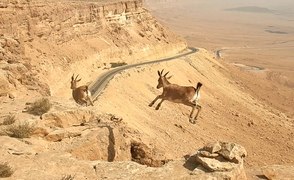 יעל נובי מדלג על סלעים במכתש רמון