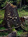 Image 34Fungus Climacocystis borealis on a tree stump in the Białowieża Forest, one of the last largely intact primeval forests in Central Europe (from Old-growth forest)