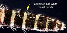 Aedes taeniorhynchus adult abdomen