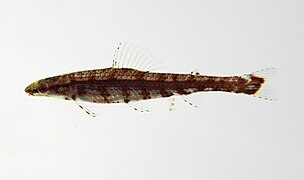 Ammocryptocharax sp