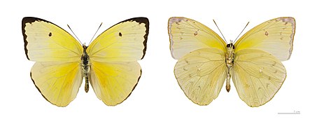 Museum specimen ♀ Both side