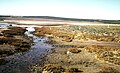 Salines d'Arzew : ceintures de végétation.