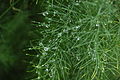 Asperge (Asparagus officinalis), cladodes aciculaires et fasciculés.