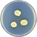 Aspergillus parvulus growing on CYA plate