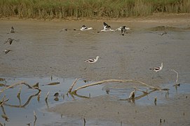 Bitter Lake