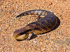 Description de l'image Blue-toungued skink444.jpg.