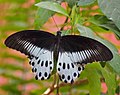 Blue Mormon (Papilio polymnestor)