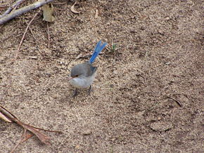 Description de l'image Blue wren gnangarra.jpg.