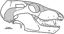 Drawing of a skull seen from the right