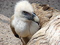 A griphon vulture, an Old World vulture.