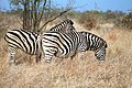 Burchell's zebra