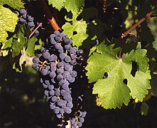 Cabernet sauvignon N.