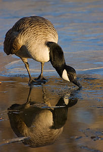 Drinking Canada goose, by Fcb981