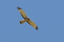 Cinereous harrier