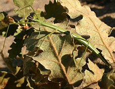 Clonopsis gallica