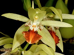 Description de l'image Coelogyne vanoverberghii Orchi 031.jpg.