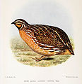 Coturnix coturnix africana