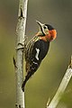 Crimson-breasted woodpecker