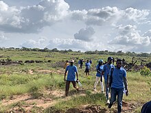 A group of people in blue shirts walking across a field with multiple piles of branches.