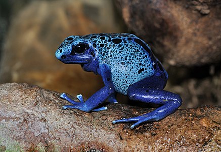 Blue poison dart frog, by Quartl
