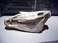 Image 2Skull of a giant extinct horse, Equus eisenmannae (from Evolution of the horse)