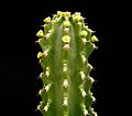 Close up of flowering tip.