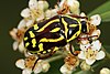 Fiddler beetle (Eupoecila australasiae)