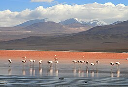 Laguna Colorada