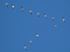 Volée de grandes Oies des neiges