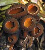 A cluster of brownish cup fungi
