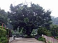 Zürgelbaum (Celtis)