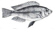 Haplochromis degeni