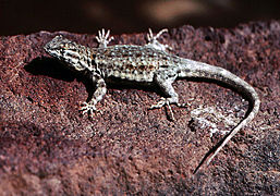 Lézard de Sagebrush, apprécie les zones recouvertes de buissons protecteurs.