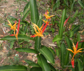 Heliconia psittacorum