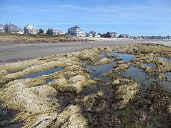 Higgins Beach at low tide