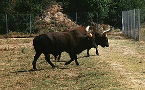 Watusi noirs à la réserve africaine de Sigean.