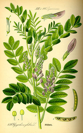 Glycyrrhiza glabra