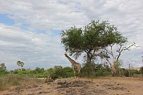 Nyerere-Nationalpark