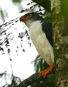 Чайковый пегий канюк (Leucopternis semiplumbeus)